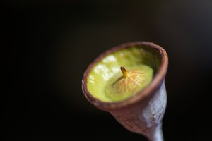 Face Profile Of Gumnut